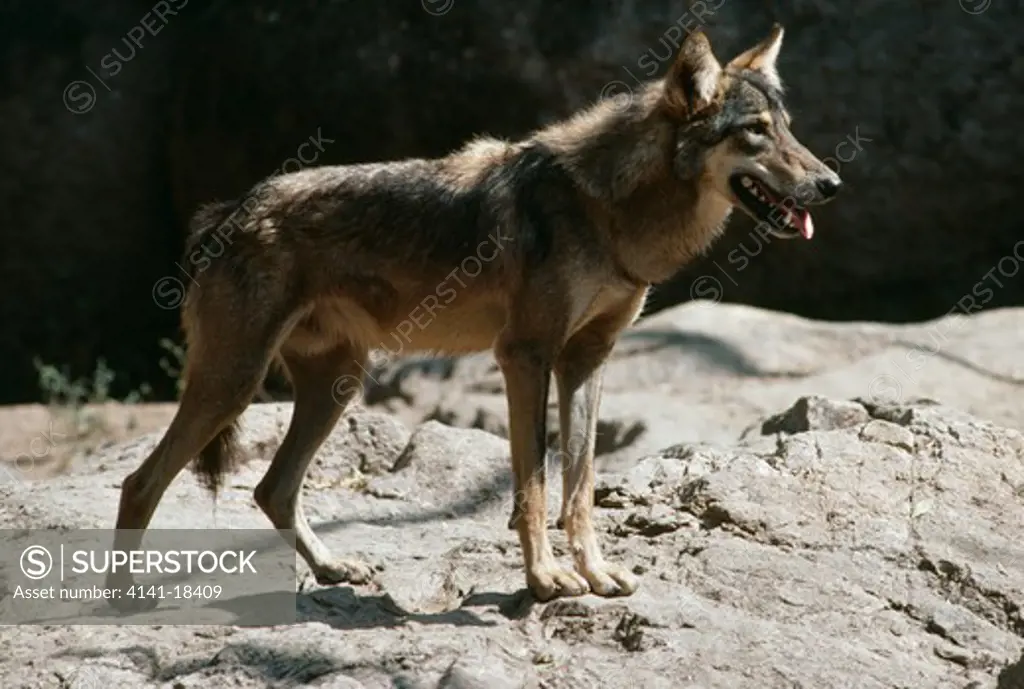 indian wolf canis lupus altaicus on lookout from crag 