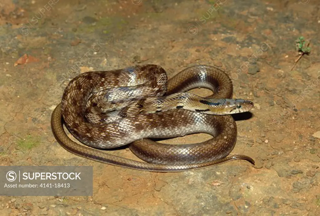 trinket snake elaphe helena india 