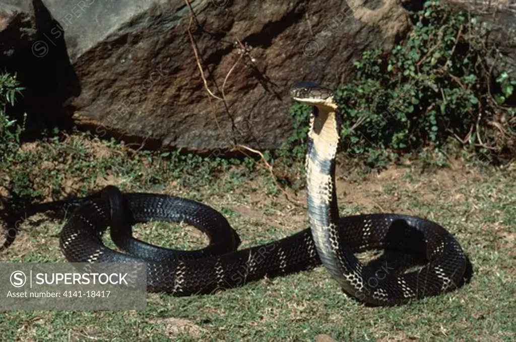 king cobra naja hanna (world's longest venomous snake) india 