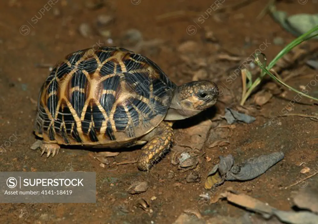 star tortoise geochelone elegans india 