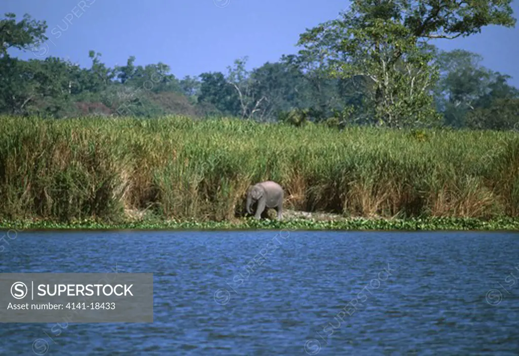 asian elephant elephas maximus amongst elephant grass kaziranga national park, assam, india. 