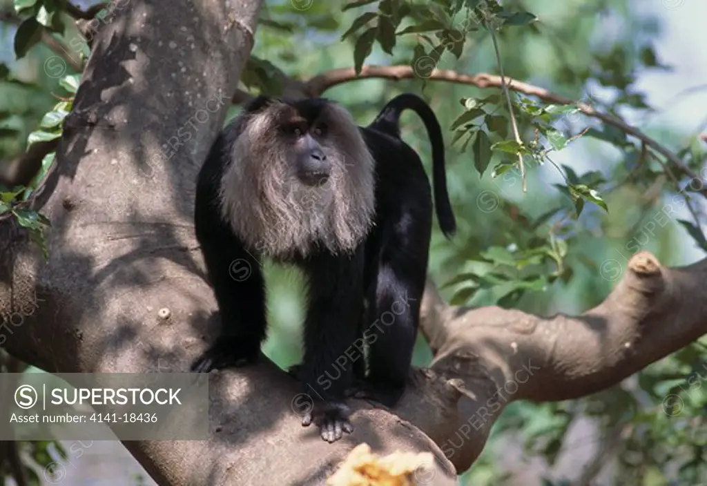 lion-tailed macaque in tree macaca silenus endangered species. india 