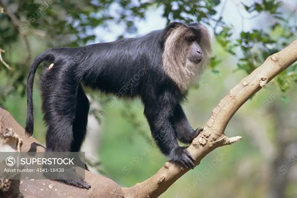 lion-tailed macaque in tree macaca silenus india 