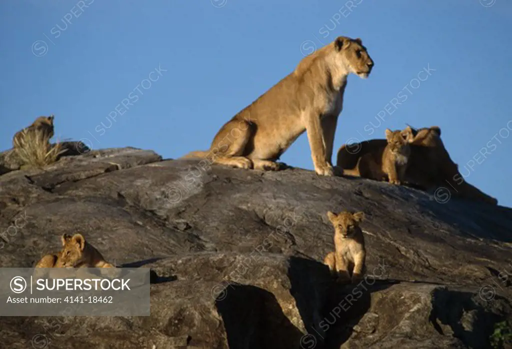 african lion on rocky outcrop panthera leo female & several young 