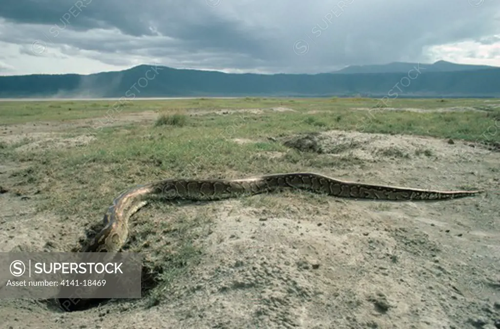 african rock python python sebae east africa 