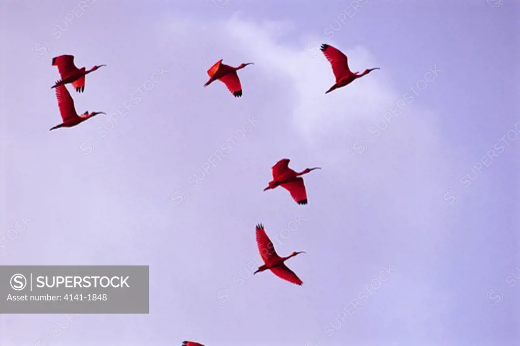 scarlet ibis eudocimus ruber group in flight
