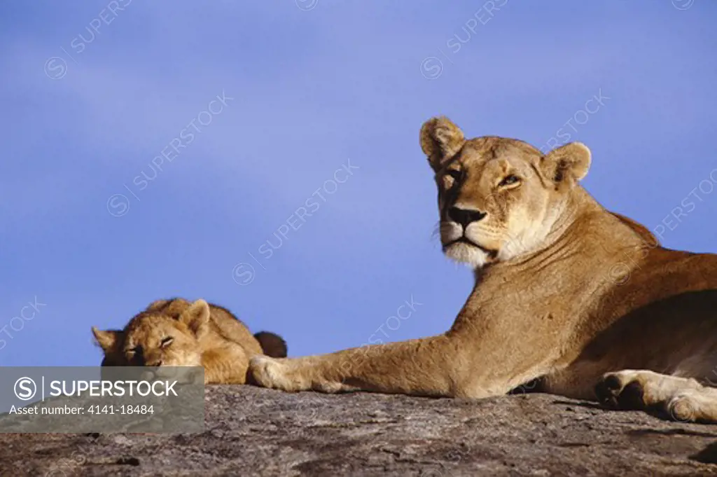 african lion female & young panthera leo resting on rocky outcrop