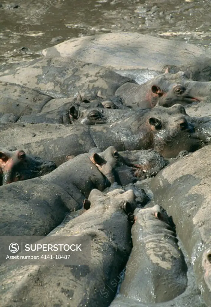 hippopotamus herd in drought hippopotamus amphibius crammed into muddy pool. serengeti n.p., tanzania 