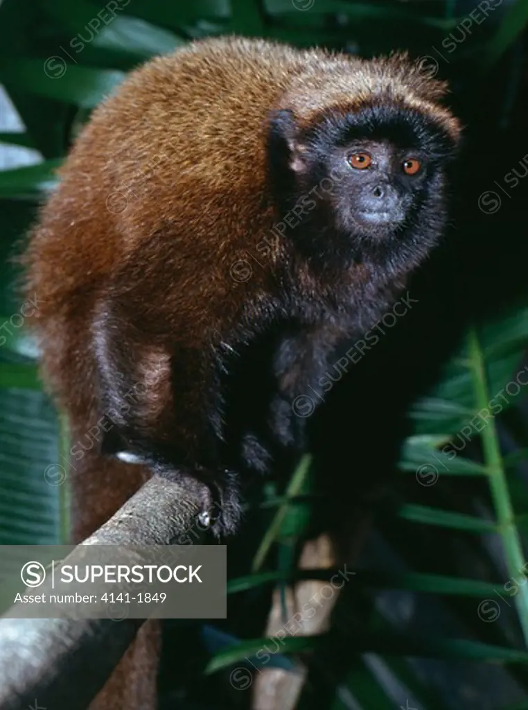 dusky titi monkey callicebus moloch brazil, south america