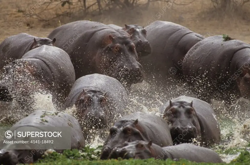 hippopotamus hippopotamus amphibius males & females entering pool grumeti river, serengeti national park, tanzania 