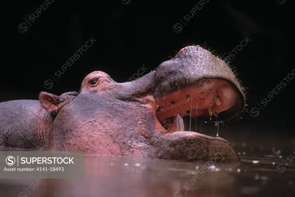 hippopotamus in water hippopotamus amphibius threat display, grumeti river, serengeti national park, tanzania.
