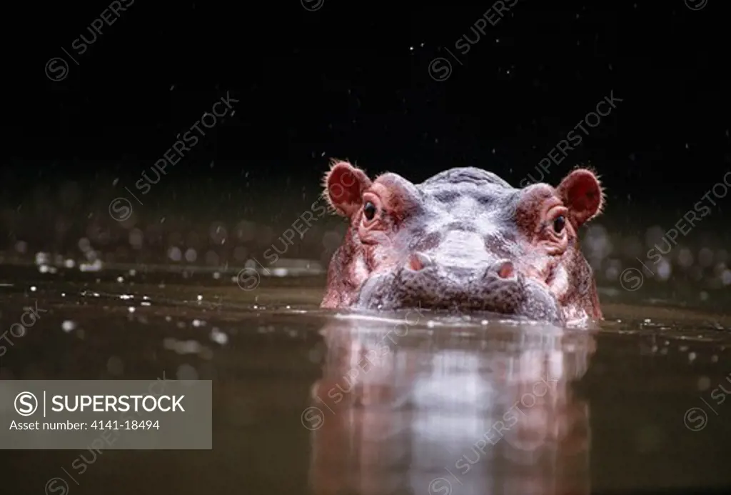 hippopotamus head detail hippopotamus amphibius grumeti river, serengeti national park, tanzania, eastern africa