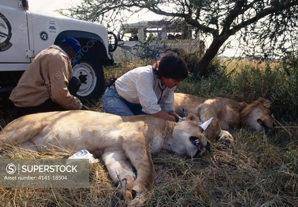 serengeti lion disease two lions of masai pride with canine distempter virus have been immobilised for further testing. tanzania