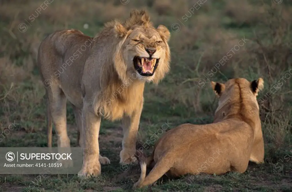 african lion panthera leo male in flehmen, sniffing female coming into oestrus.