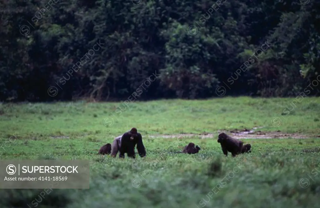 western lowland gorilla family gorilla gorilla gorilla on saltmarsh. maya bai, odzala forest, congo, western africa.