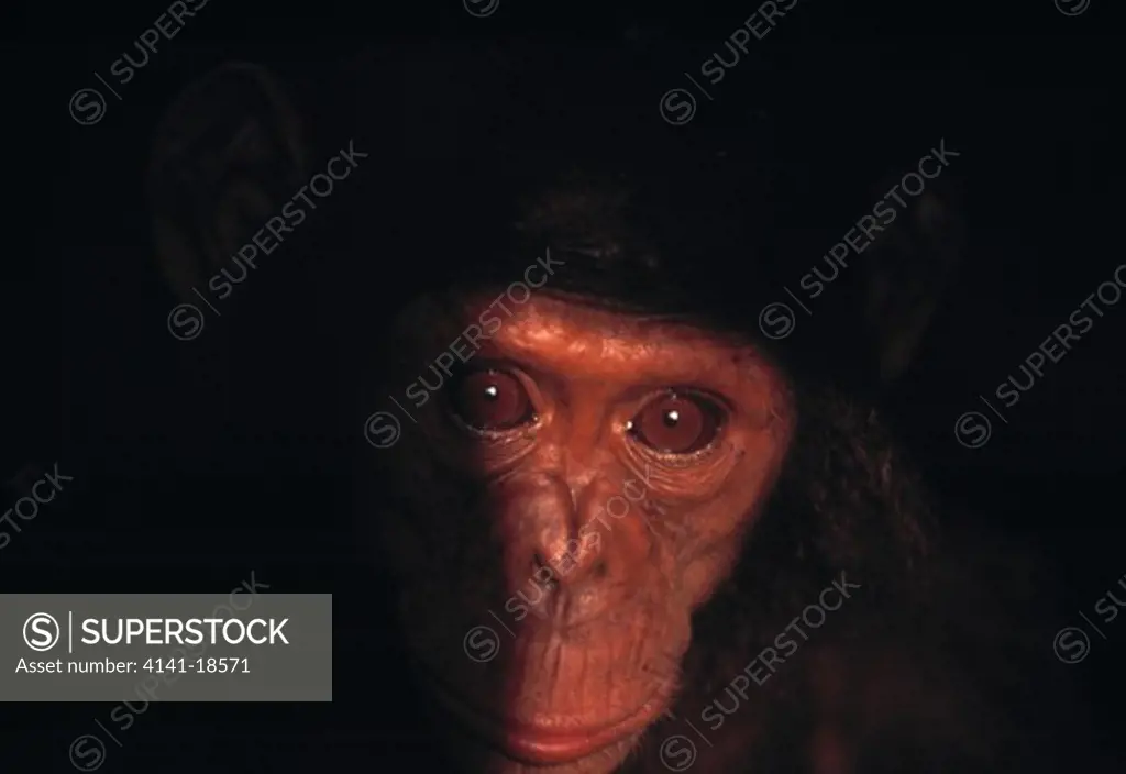 chimpanzee face detail pan troglodytes help project, conkouati island, congo.