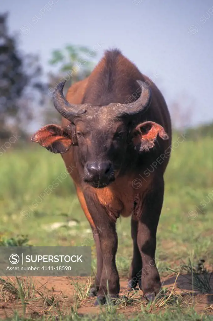 dwarf forest buffalo syncerus caffer nanus in saltmarsh maya bai, odzala forest, congo