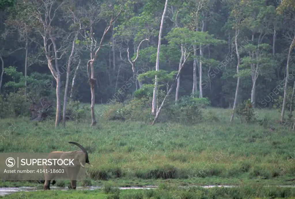 african forest elephant loxodonta africana cyclotis scenting, maya bai saltmarsh, odzala forest, congo