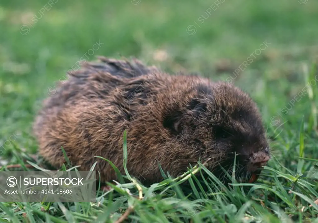 east african mole rat tachyoryctis splendens arusha, tanzania.