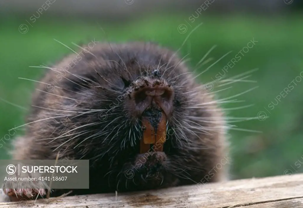 east african mole-rat tachyoryctes splendens face detail arusha, tanzania.