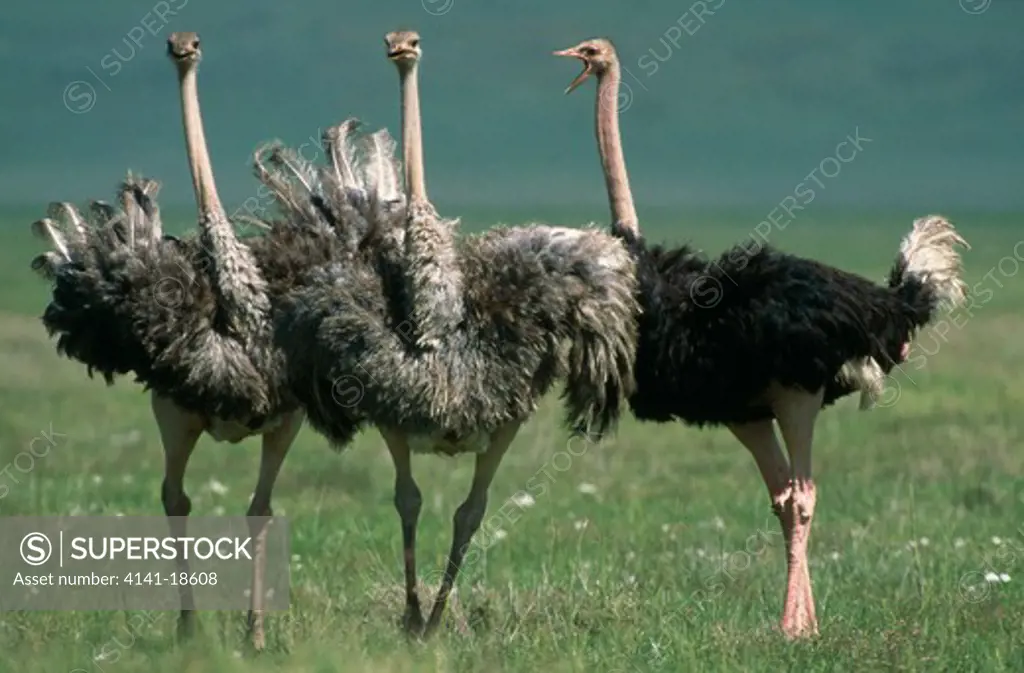 ostriches in courtship struthio camelus one male & two females. ngorongoro crater, tanzania