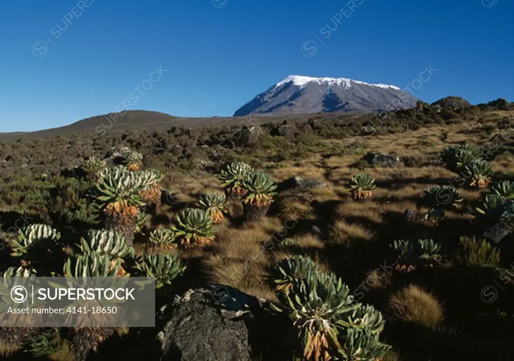 senecio on moorland senecio sp. kilimanjaro, tanzania mount kibo in the background