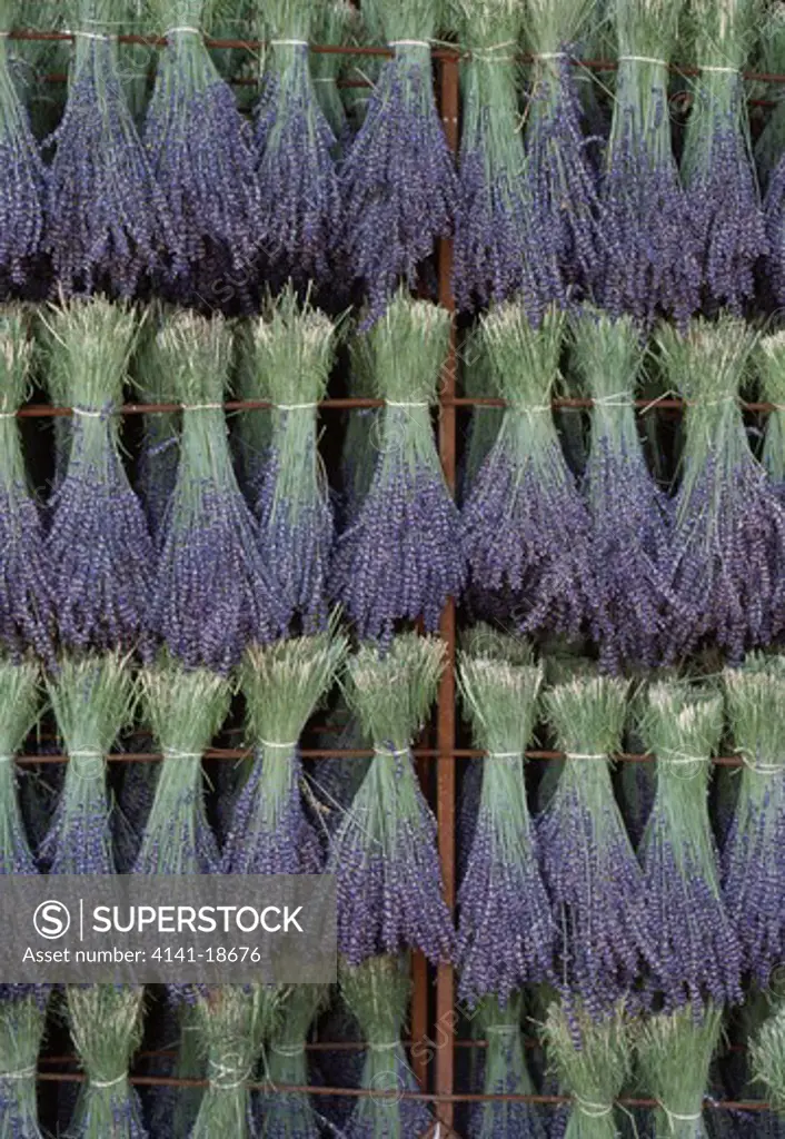lavender bunches hung up to dry lavandula sp. provence, france 