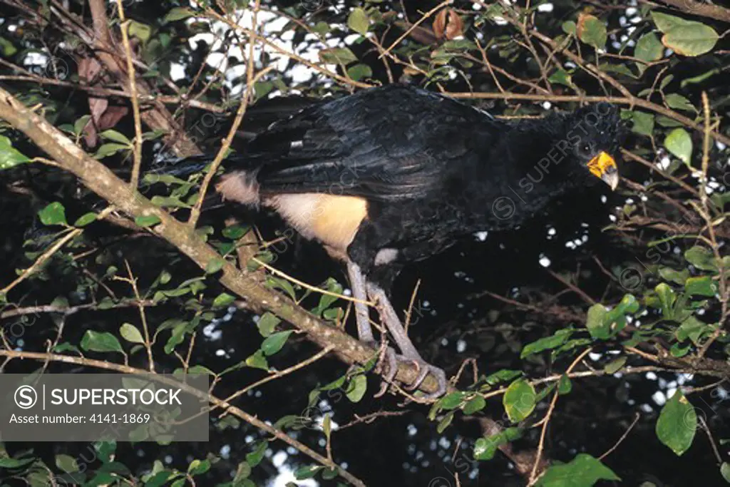 black curassow on branch crax alector french guiana