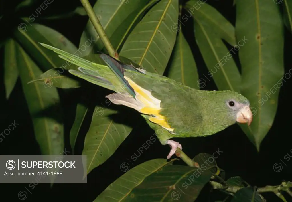 canary-winged parakeet brotogeris versicolorus para, brazil, south america 