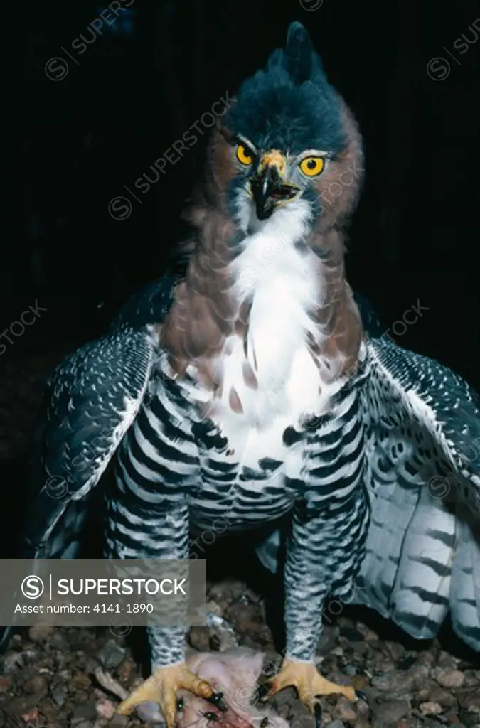 ornate hawk-eagle male spizaetus ornatus