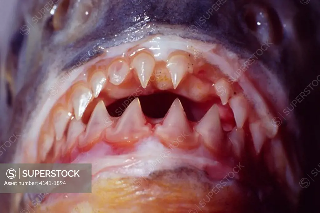 piranha teeth serrasalmus sp. triangular teeth occlude well for highly efficient flesh-cutting ability