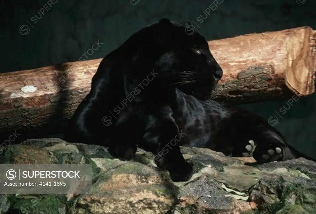 jaguar black coat panthera onca resting on rock 