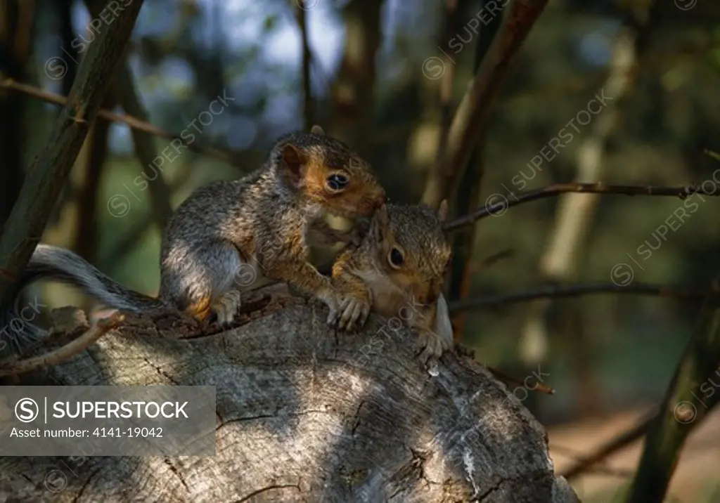 grey squirrel babies sciurus carolinensis