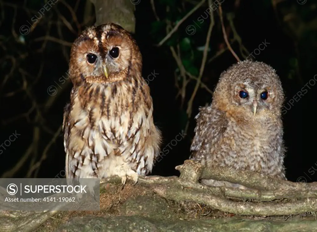 tawny owl & young strix aluco 