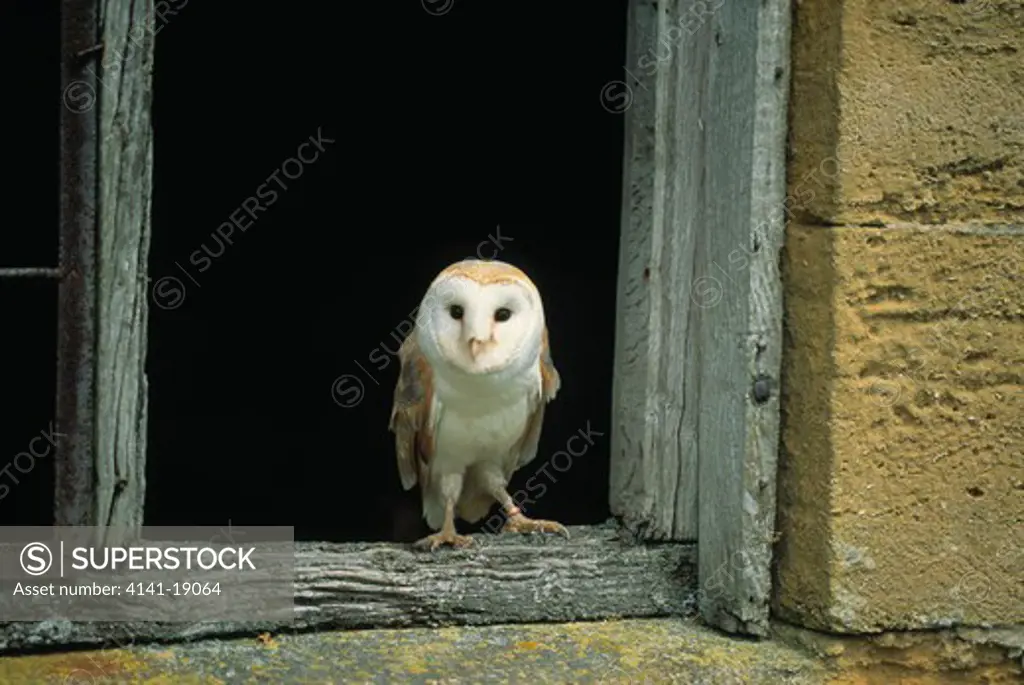 barn owl on frame of barn window tyto alba cotswolds, west midlands of england 