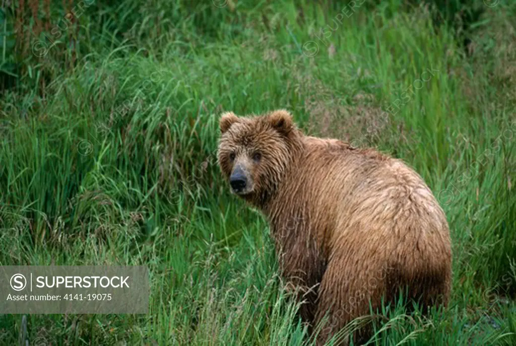 kodiak brown bear ursus arctos middendorffi kodiak, alaska