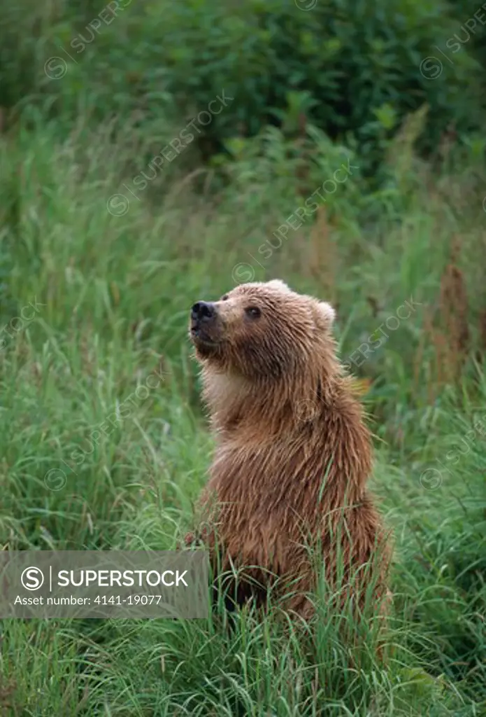 kodiak brown bear ursus arctos middendorffi on lookout from long grass kodiak island, alaska, usa 