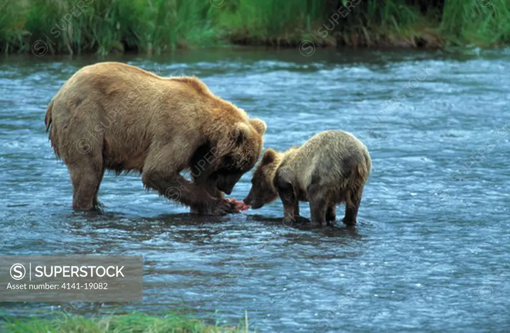 kodiak brown bear ursus arctos middendorffi female feeding young kodiak island, alaska, usa