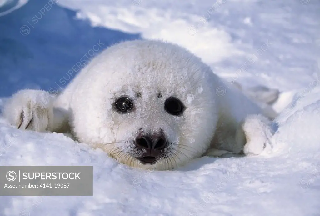 harp seal young, head detail phoca groenlandica magdalen islands, gulf of saint lawrence, canada 