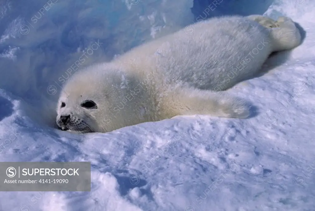 harp seal young laying on ice phoca groenlandica magdalen island, gulf of saint lawrence, canada 