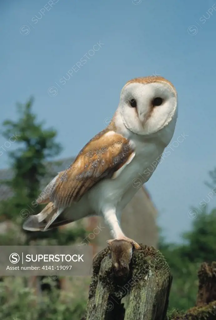barn owl tyto alba on post , holding wood mouse prey 
