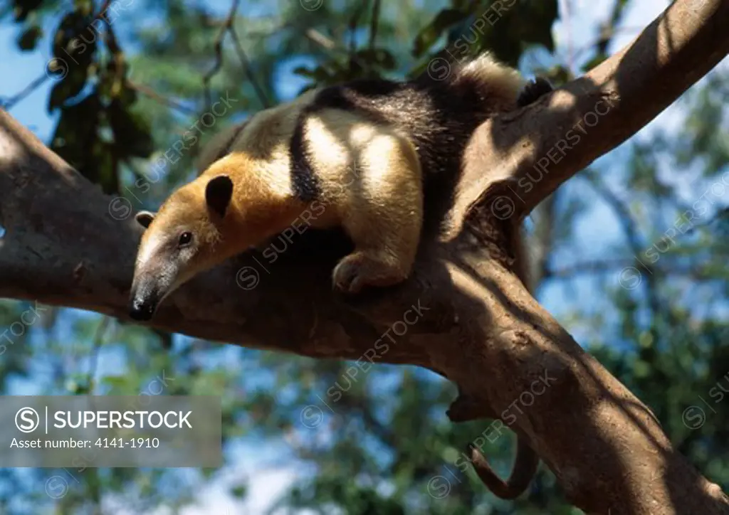 three-toed anteater on branch tamandua tetradactyla mato grosso, southern brazil 