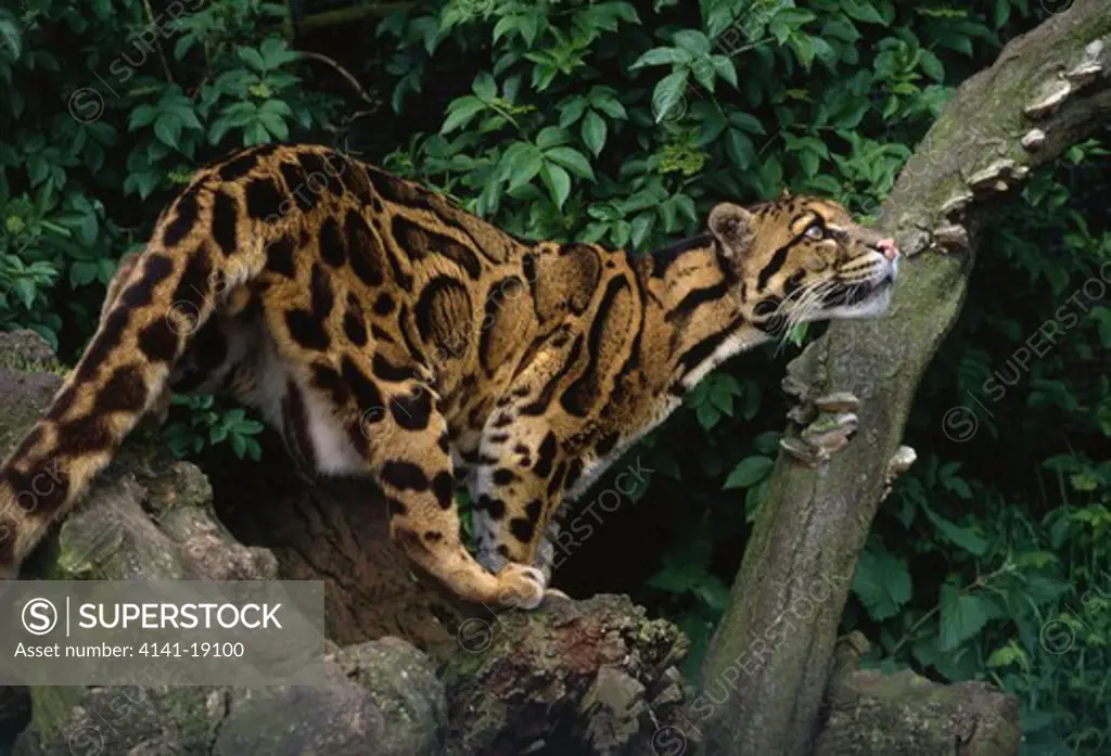 clouded leopard in captivity neofelis nebulosa native to malaysia 