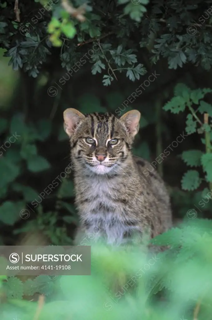 fishing cat young felis viverrina native to south eastern asia
