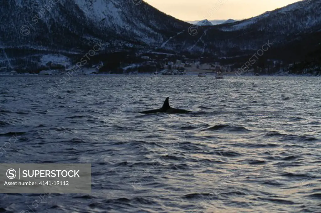 killer whale or orca orcinus orca hunting herring. tysfjord, arctic norway.