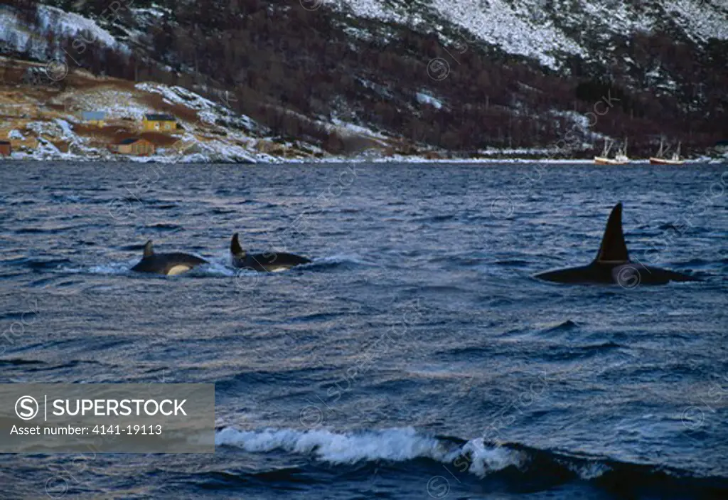 killer whale or orca group orcinus orca hunting herring tysfjord, norwegian arctic.
