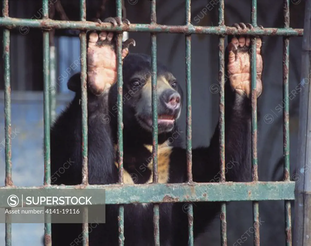 sun bear in squalid cage helarctos malayanus ocean park, taiwan 
