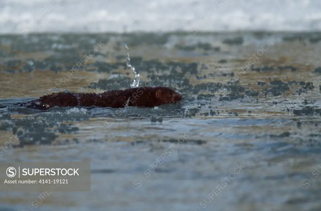 american mink swimming mustela vison