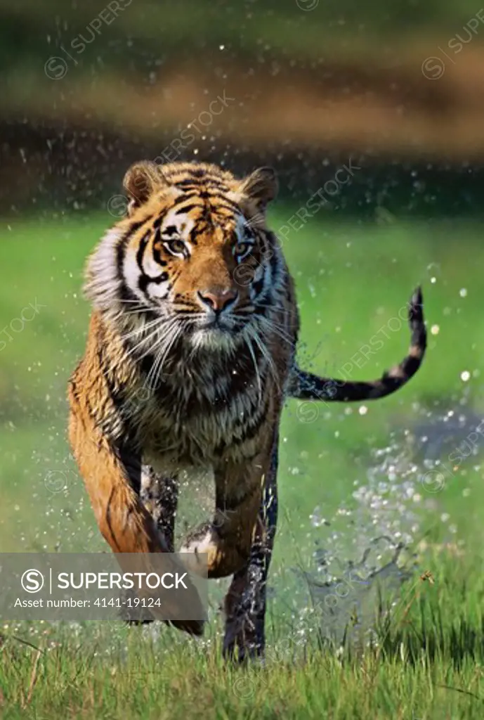 bengal tiger panthera tigris tigris running over marshy ground 