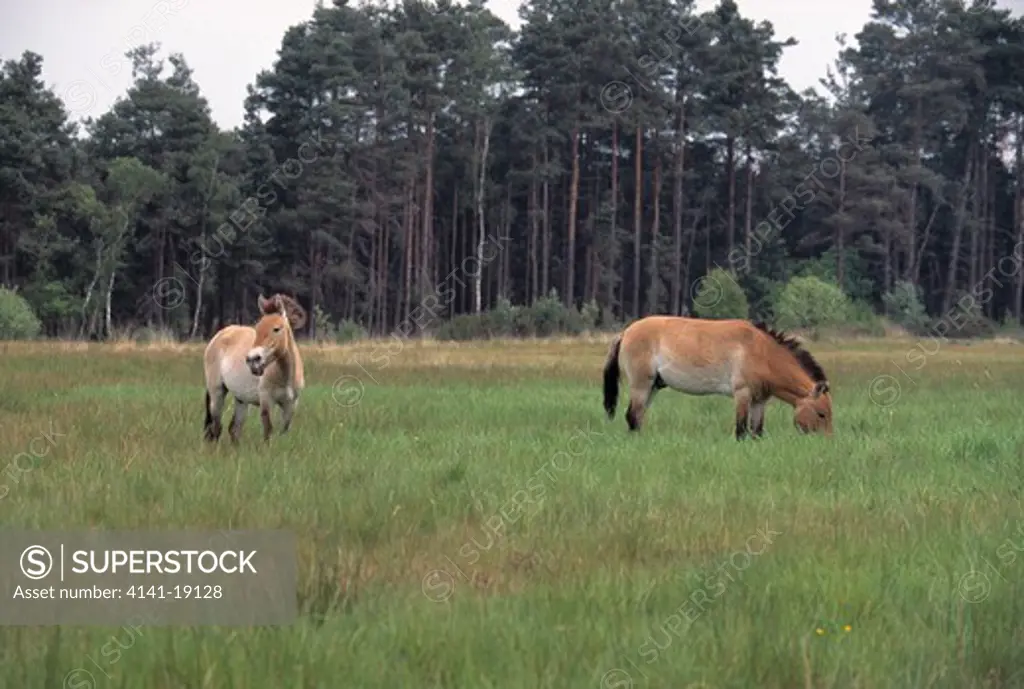 przewalski's horses equus przewalskii marwell zoo release. project also called mongolian wild horse.